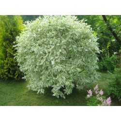 Sedula baltoji „Elegantissima“
