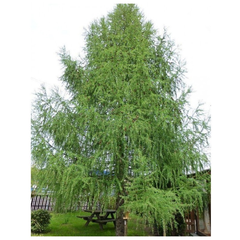 Maumedis europinis Maumedis europinis