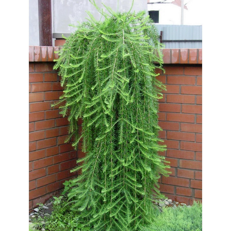 Maumedis europinis „Pendula“ Maumedis europinis „Pendula“