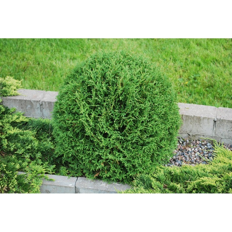 Tuja vakarinė „Hoseri“ Tuja vakarinė „Hoseri“