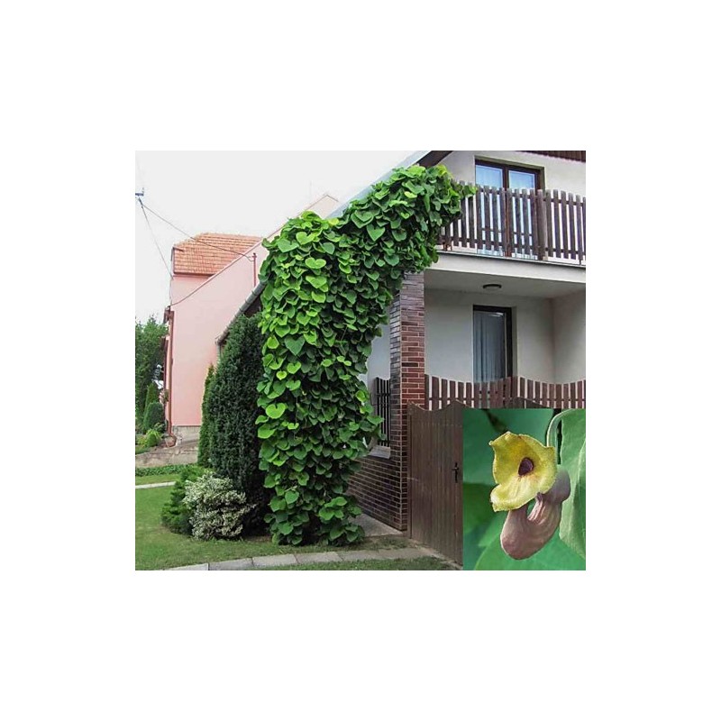 Kartuolė didžialapė Kartuolė didžialapė