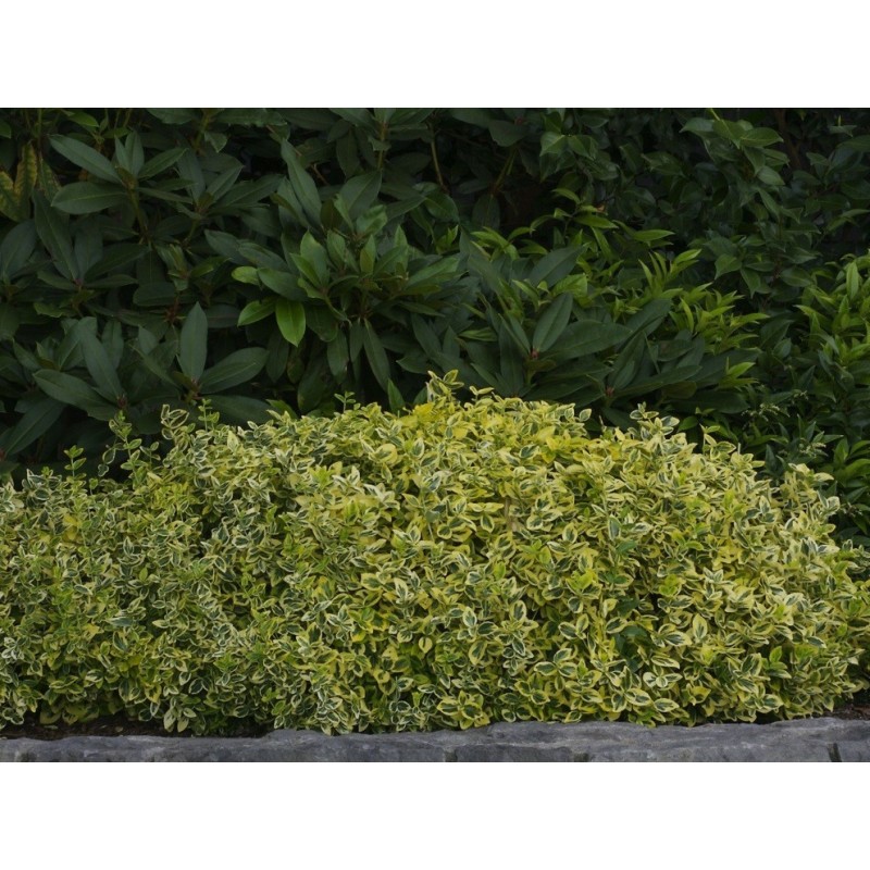Ožekšnis fortūno „Emerald 'n Gold“ Ožekšnis fortūno „Emerald 'n Gold“